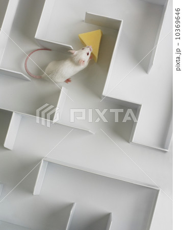 Mouse in a maze 10369646