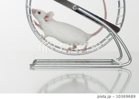 White mouse running on wheel White mouse running on wheel 10369689