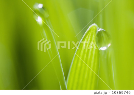 Drops of water on blades of grass 10369746