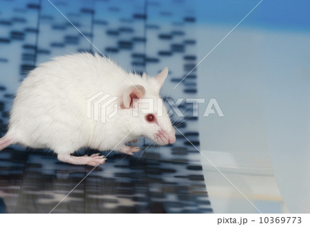 White mouse and DNA White mouse and DNA 10369773