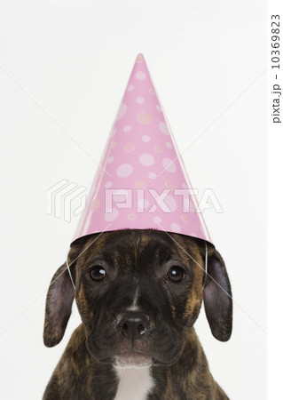 Pitbull puppy wearing party hat 10369823