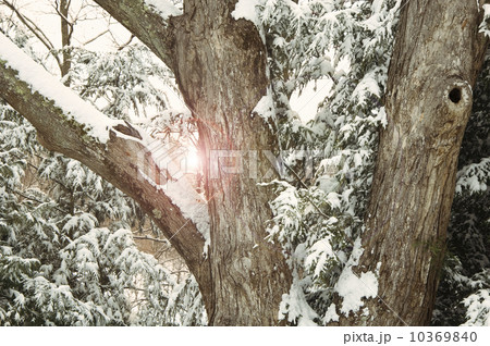 Sun through winter trees 10369840