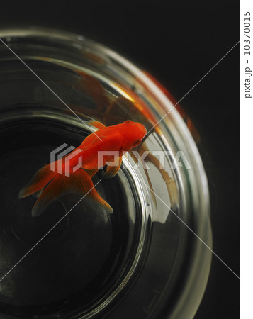 Goldfish in fishbowl Goldfish in fishbowl 10370015