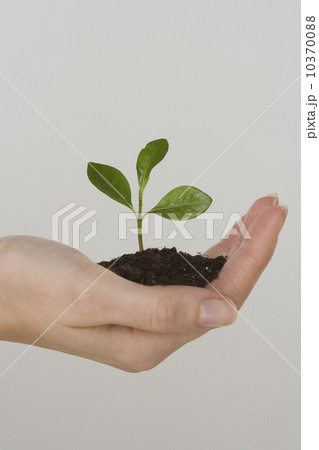 Woman holding seedling Woman holding seedling 10370088