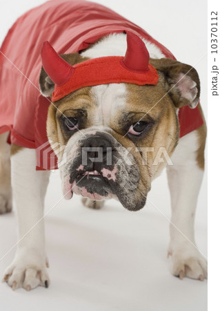 Bulldog dressed as a devil Bulldog dressed as a devil 10370112