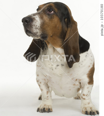 Portrait of a bassett hound 10370180
