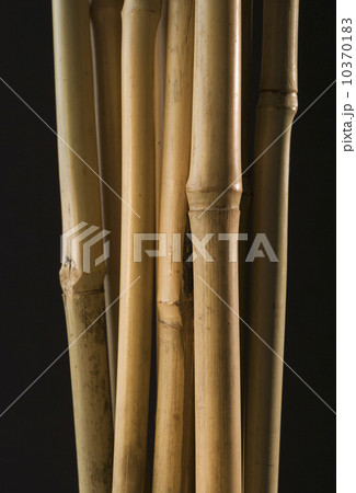 Studio shot of bamboo shoots Studio shot of bamboo shoots 10370183