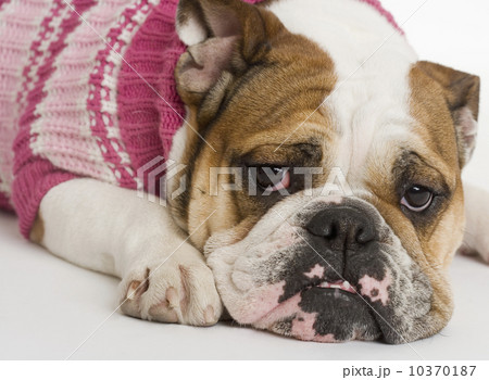 Bulldog wearing a sweater Bulldog wearing a sweater 10370187