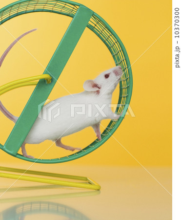 White mouse running on wheel 10370300