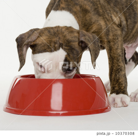 Puppy pitbull eating out of dish 10370308