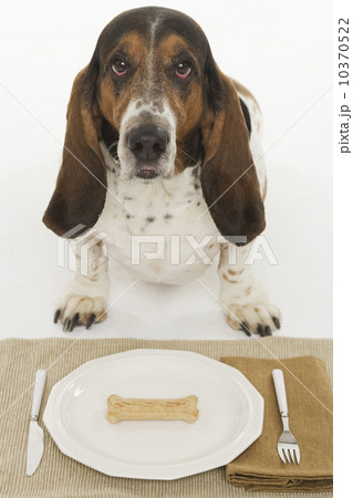 Bassett hound at dinner 10370522