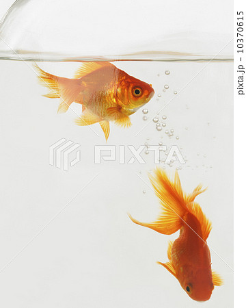 A pair of goldfish in a fishbowl A pair of goldfish in a fishbowl 10370615