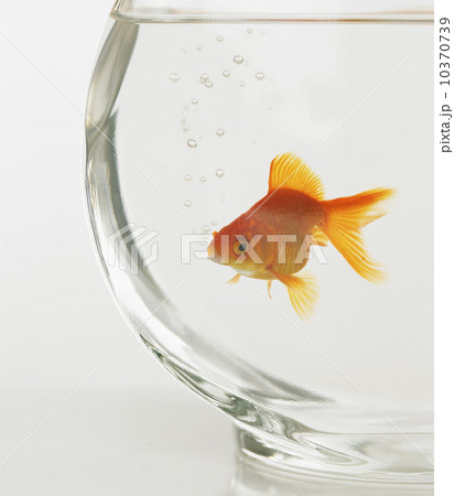 Goldfish in fishbowl Goldfish in fishbowl 10370739