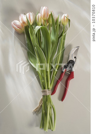 Bunch of pink tulips with garden clippers Bunch of pink tulips with garden clippers 10370810