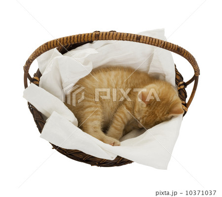 Studio shot of kitten sleeping in basket 10371037