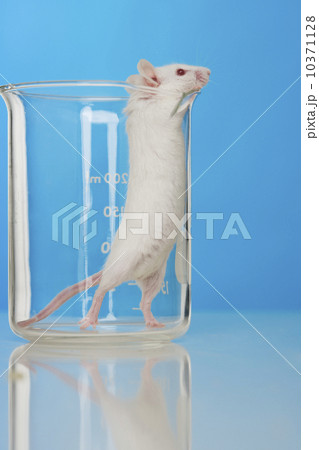 White mouse in lab White mouse in lab 10371128