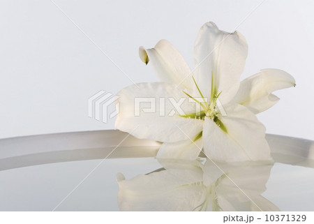 Close up of flower next to bowl of water Close up of flower next to bowl of water 10371329