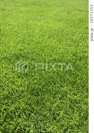 Field of green grass growing outdoors Field of green grass growing outdoors 10371353