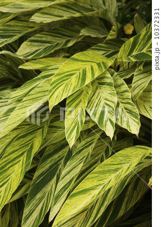 Close up of leaves 10372331