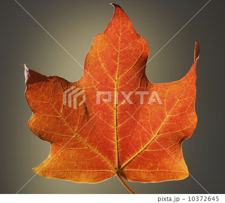 Close up of autumn leaf Close up of autumn leaf 10372645