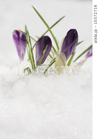 Flowers growing in snow 10372716