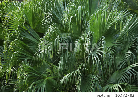 Close up of foliage 10372782