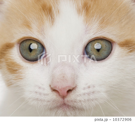 Close up of kitten 10372906