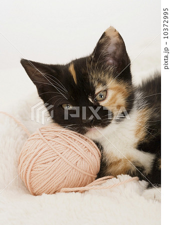 Kitten laying on ball of string 10372995