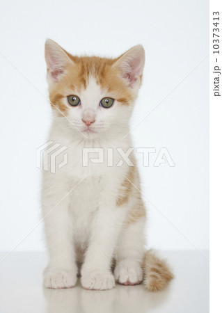 Studio shot of kitten 10373413