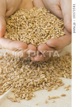 Person holding handful of grain Person holding handful of grain 10373581