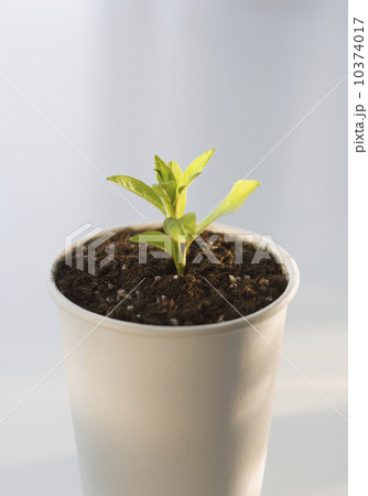 Plant growing in pot Plant growing in pot 10374017