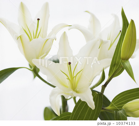 Close up of flowers 10374133