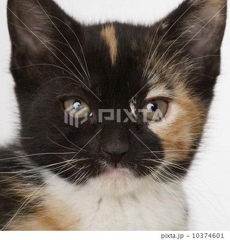 Close up of kitten 10374601