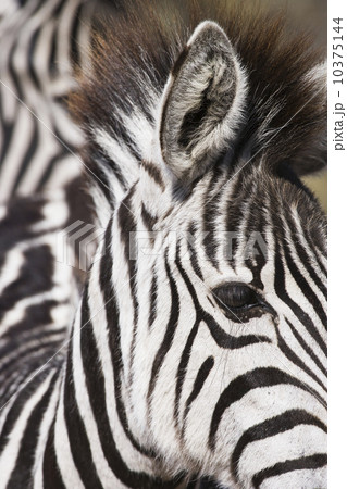 Close up of zebra 10375144