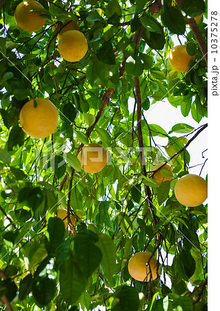 Close up of grapefruit on tree 10375278