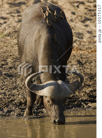 Water buffalo with birds on back 10375317