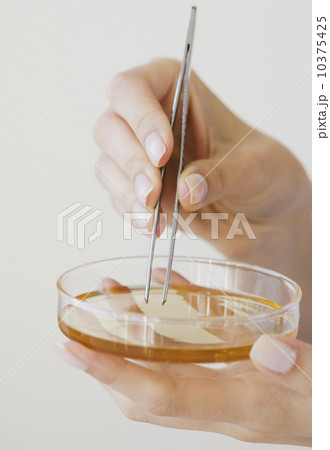 Woman removing strip from petri dish with tweezers Woman removing strip from petri dish with tweezers 10375425