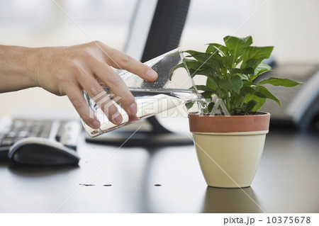 Businessman watering potted plant 10375678