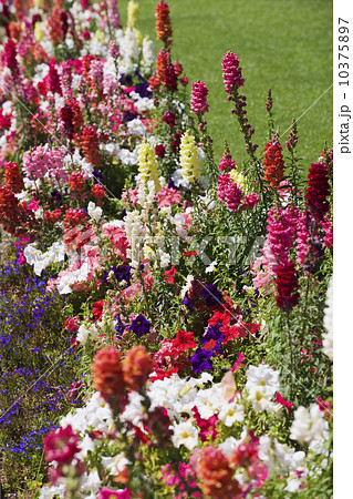 Assorted flowers in garden 10375897
