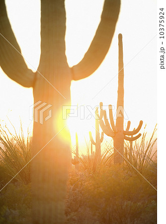 Sun shining behind cactus, Saguaro National Park, Arizona 10375924