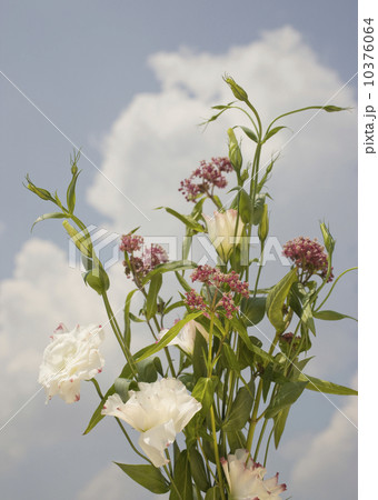 Close up of flowers against sky 10376064