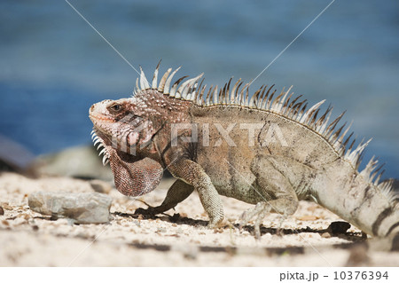 Close up of iguana 10376394