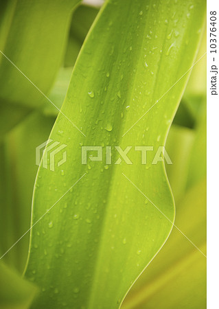 Close up of wet tropical leaf 10376408