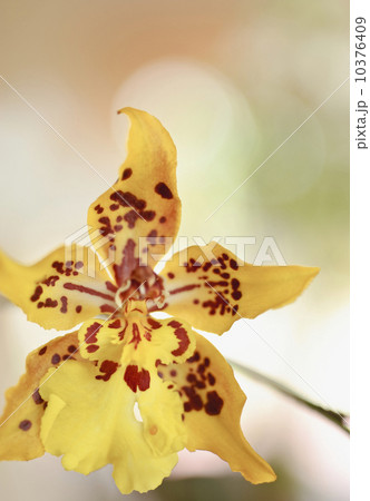 Close up of orchid 10376409