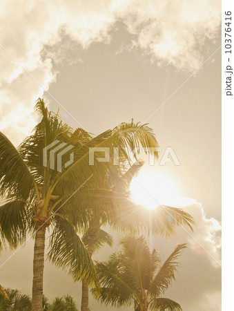 Sunlight on tropical palm trees 10376416