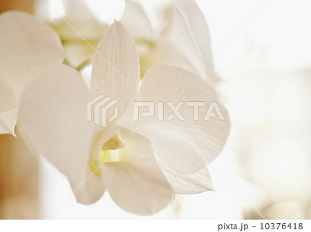 Close up of orchid 10376418