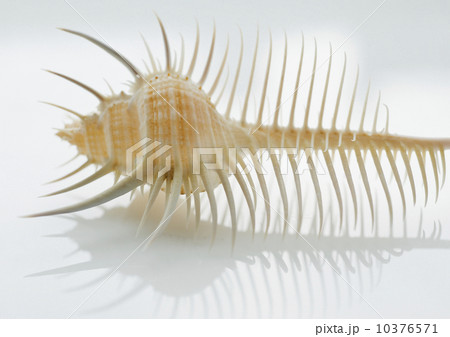 Close up of tropical shell 10376571