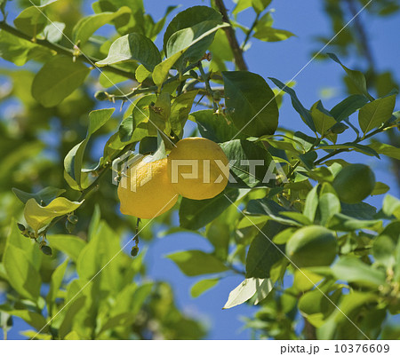 Close up of lemons on tree 10376609