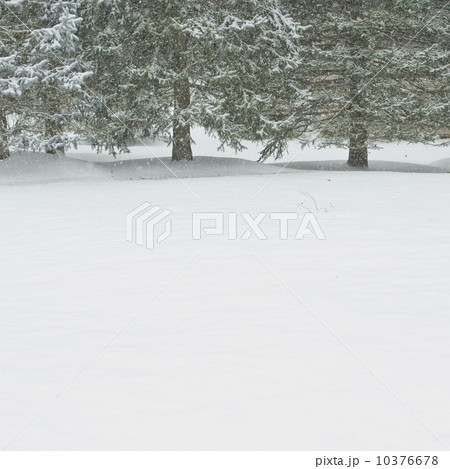 Snowy forest in winter Snowy forest in winter 10376678