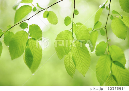 Tree branches outdoors Tree branches outdoors 10376914